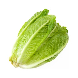 [1000000000063] Lettuce - Romaine